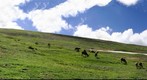 Herd of Elk on Trail Ridge Road, Co