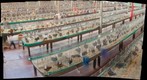 Poultry Barn, Minnesota State Fair