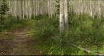 Aspen forest, Jasper Alberta near Pyramid Lake