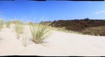 Philbin beach dune grass up close