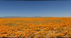 2008046 California Poppies, Antelope Valley