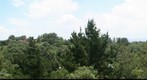 Bosque de Fuentes Brotantes