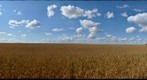 Wheat field, Fairhaven Alberta