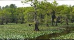 Caddo Lake State Park, near Uncertain, Texas