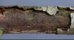 Dactylospora sp on Betula pubescens (3D, left eye)