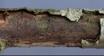 Dactylospora sp on Betula pubescens (3D, right eye)