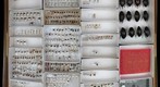 Hydrophilidae 2