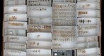 Staphylinidae 5