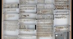 Staphylinidae 8