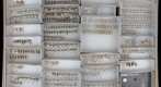 Staphylinidae 9