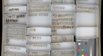 Staphylinidae 11