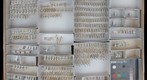 Staphylinidae 15