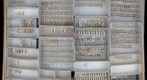 Staphylinidae 16