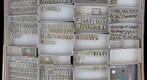 Staphylinidae 18