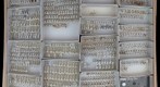 Staphylinidae 19