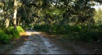 Sandy old road, Split Oak Park, Florida