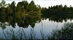 Peaceful Florida Nature Scene, rural Osceola County, Florida