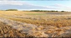 Frost on the barley swaths