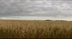 Oats, with threatening skies