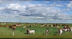Bossy says smile...you're being GigaPanned, and THAT'S no Bull!!!  ;o)