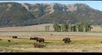 Yellowstone bison in Lamar valley