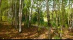 Birches and berries, Chickakoo Lake