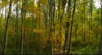 Poplar and aspen forest in autumn, Chickakoo Lake, Alberta