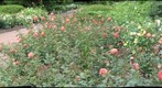 Rose Garden