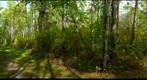 Aspen and poplar forest, Chickakoo Lake, Alberta