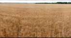 Wheat, ready for harvesting