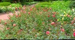 Chicago Botanic Garden Rose Garden