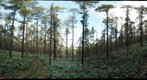 Karamatsu Forest in Kazawa