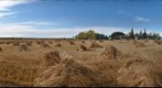 Stooks of wheat, Sexsmith, Alberta