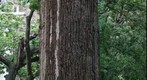 Oak Tree