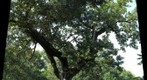 Old Oak Tree