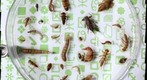 Macroinvertebrate image test