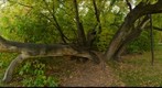 Ancient Maple, Fort Dunvegan, Alberta