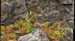 Sudbury Impact Deposits - Impact Breccia - Stop 6