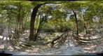 Boardwalk at Congaree National Park