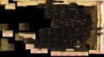 Chalkbrood 45min Day17 stitch timelapse test