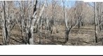 360 degree at Geocache After the Fire in George Bush Park