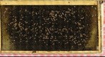 Chalkbrood Day05 gigapan stitch