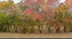 Maples in autumn, Edmonton
