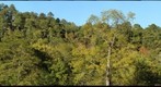 steel creek bluffs