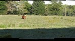 Cows at Newton Campus