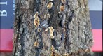 Lichen, Fungus and Slugs on Bark
