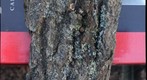 Firewood bark with lichen and fungus