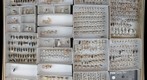 Staphylinidae 22