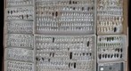 Staphylinidae Receiving 2