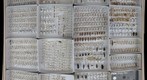 Staphylinidae Receiving 4